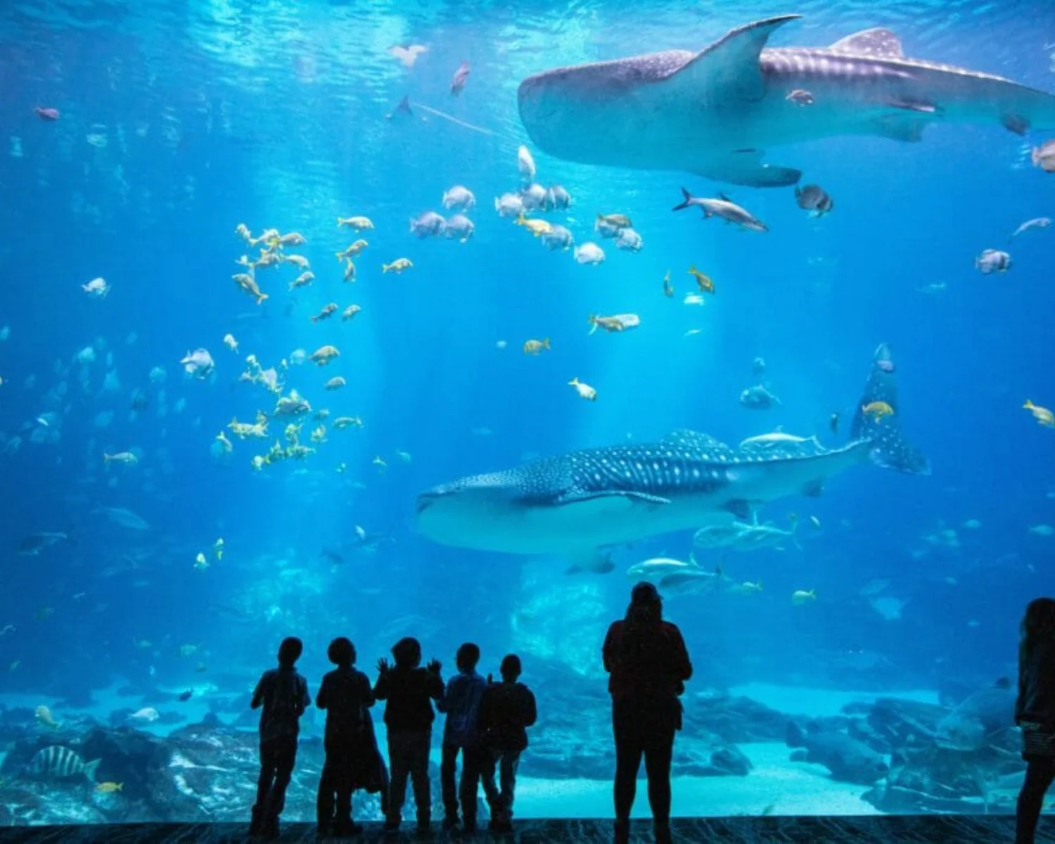 Fish in tanks at aquarium